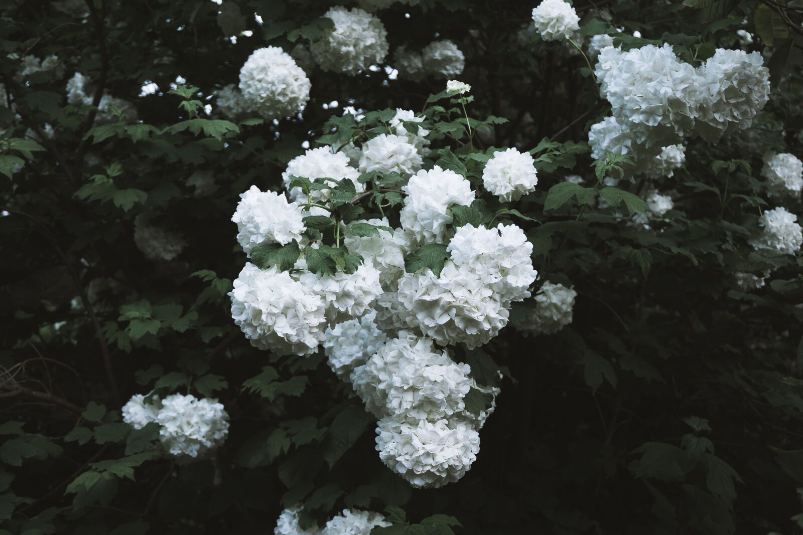Sony a6000 sample photo. Beautiful, beautiful, flowers, flower photography