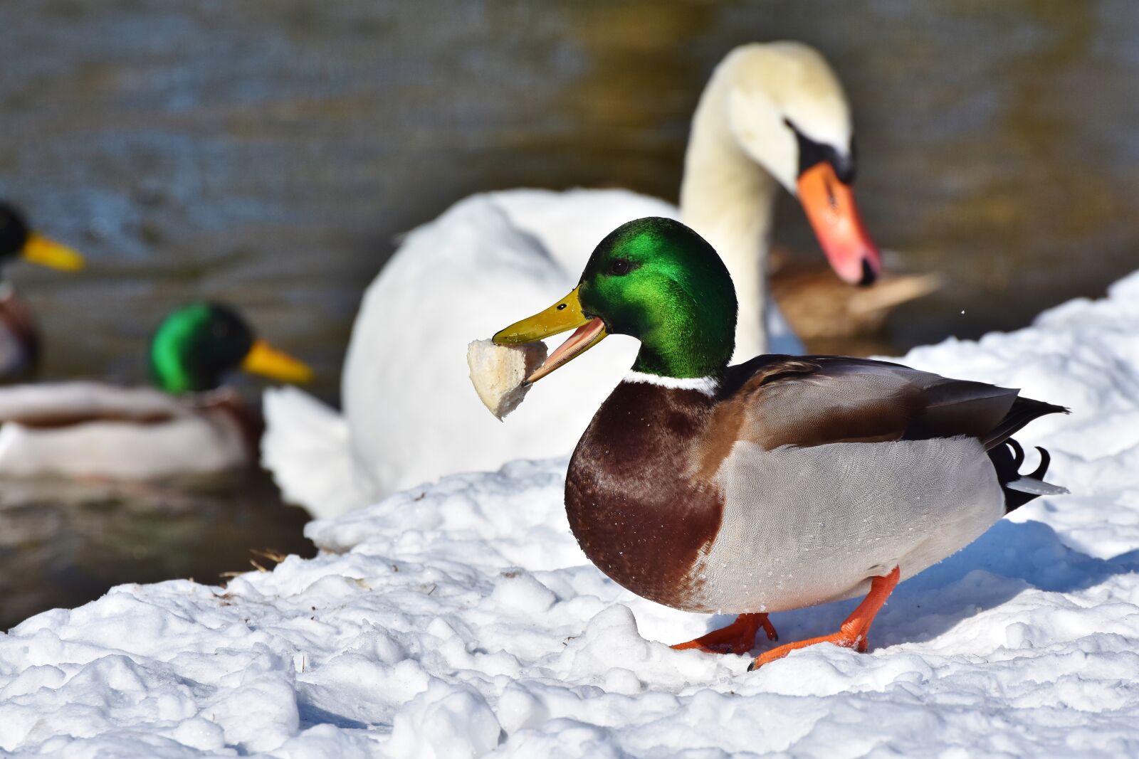 Nikon D7200 sample photo. Duck, drake, water bird photography