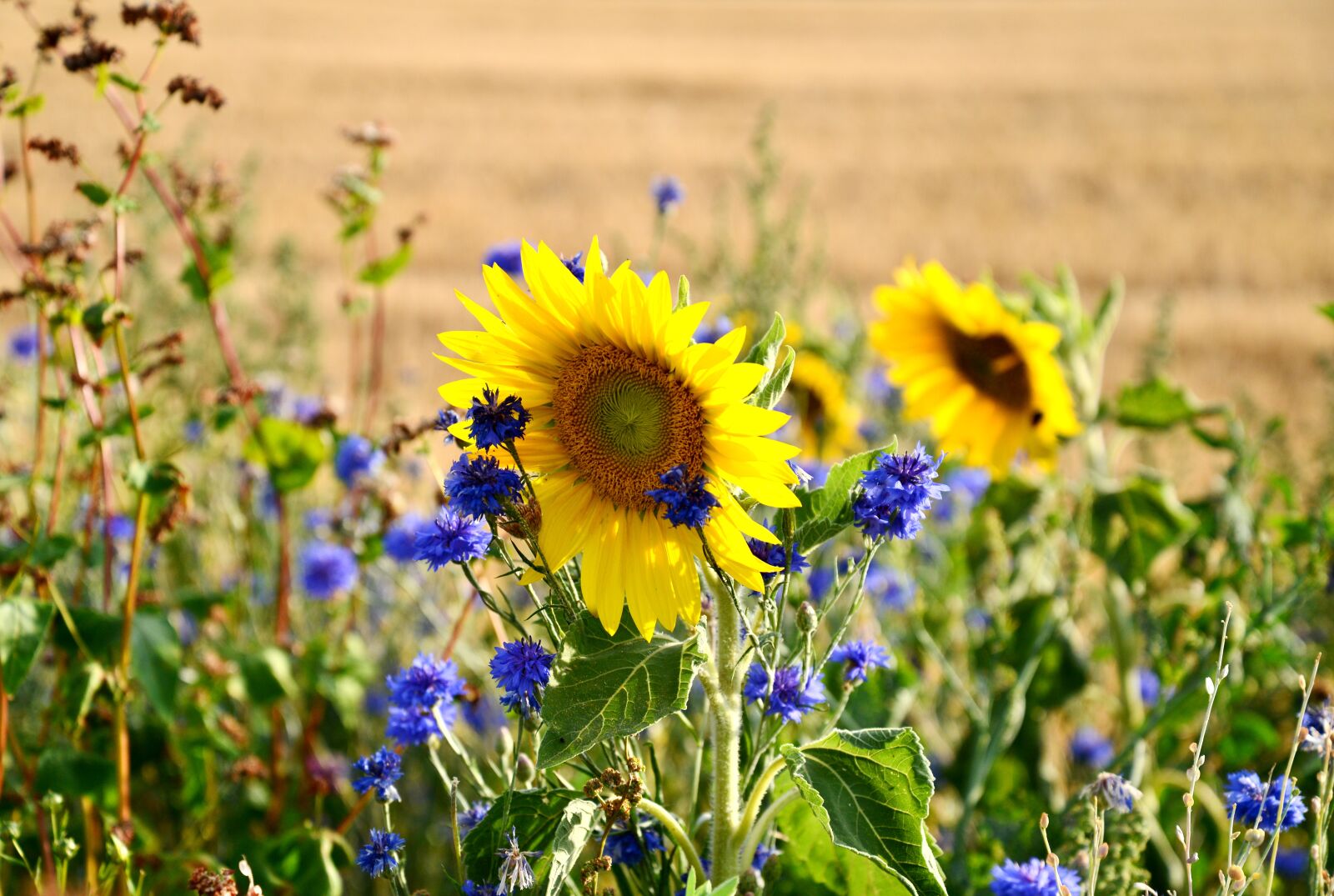 Nikon D600 sample photo. Sunflower, flowers, flower photography
