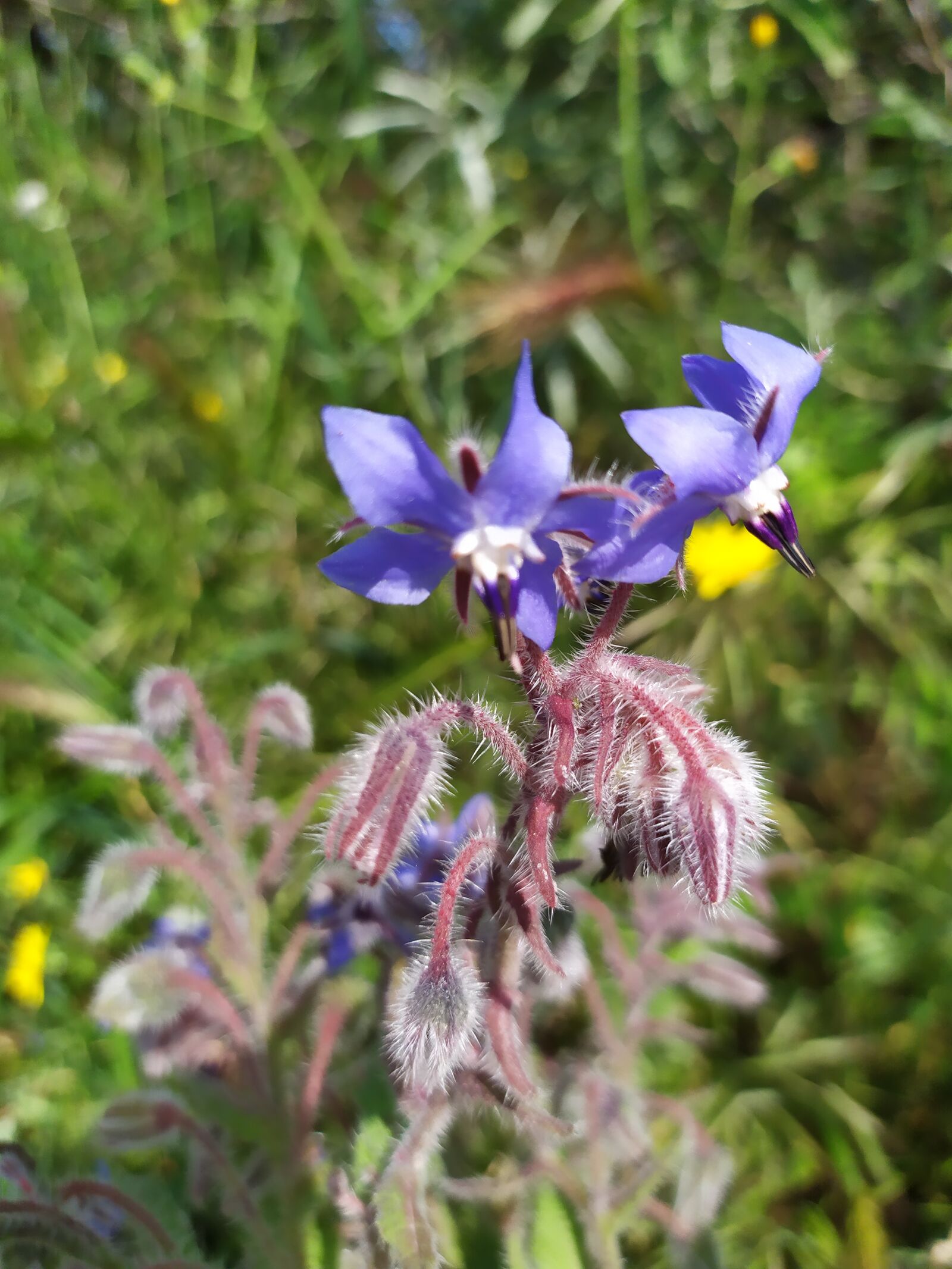 Xiaomi Redmi Note 7 sample photo. Purple flower, flora, wild photography
