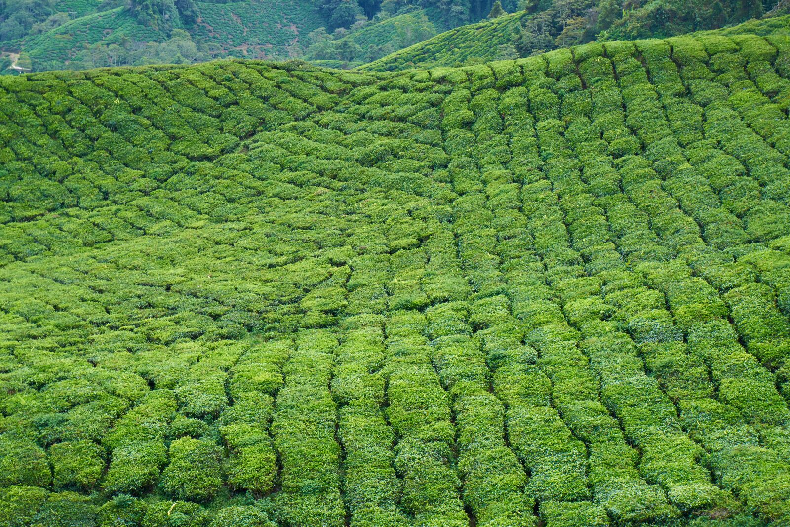 Sony a7R II sample photo. Tea, field, plant photography