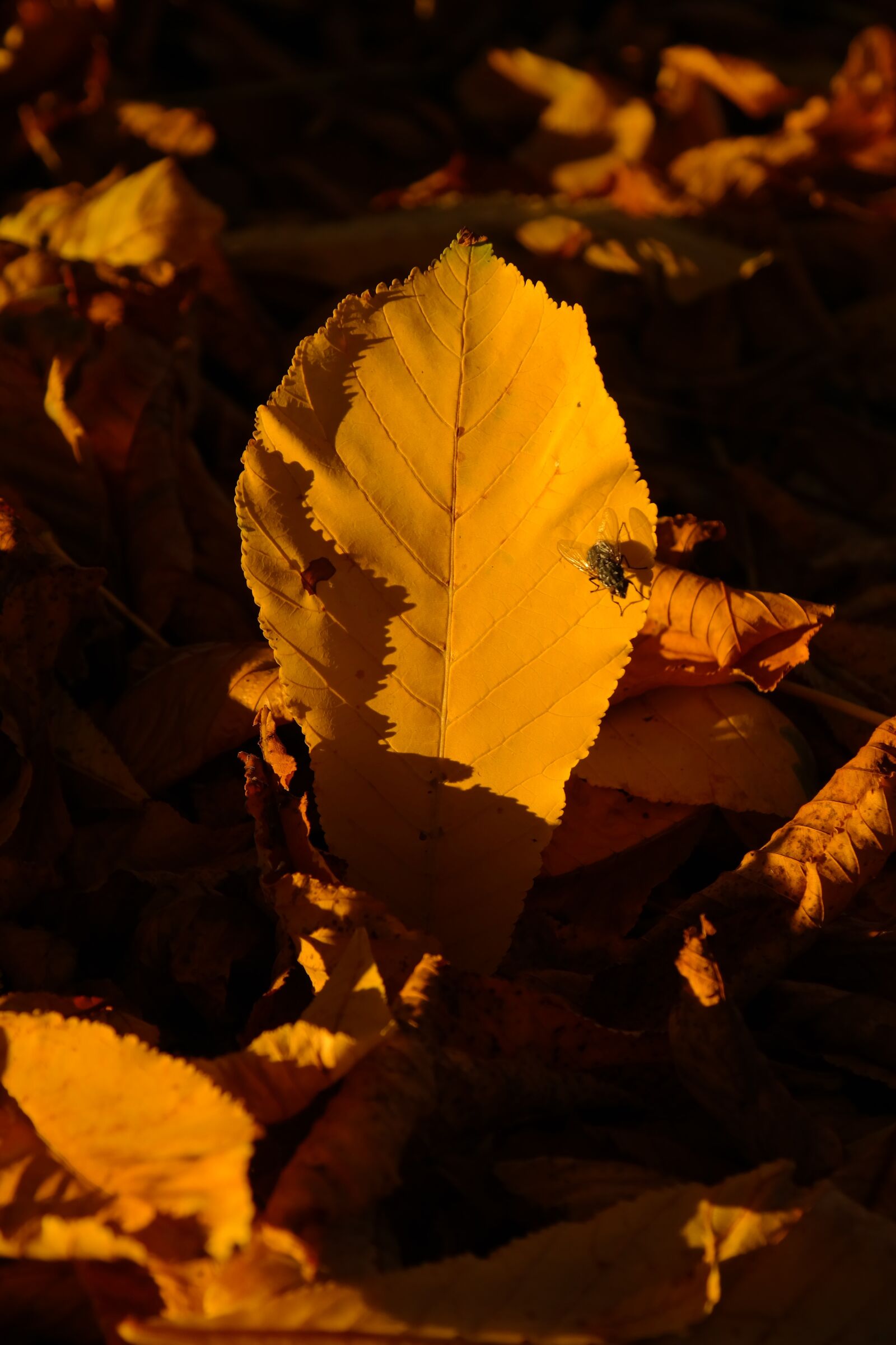 Samsung NX300 sample photo. Chestnut leaf, chestnut leaves photography