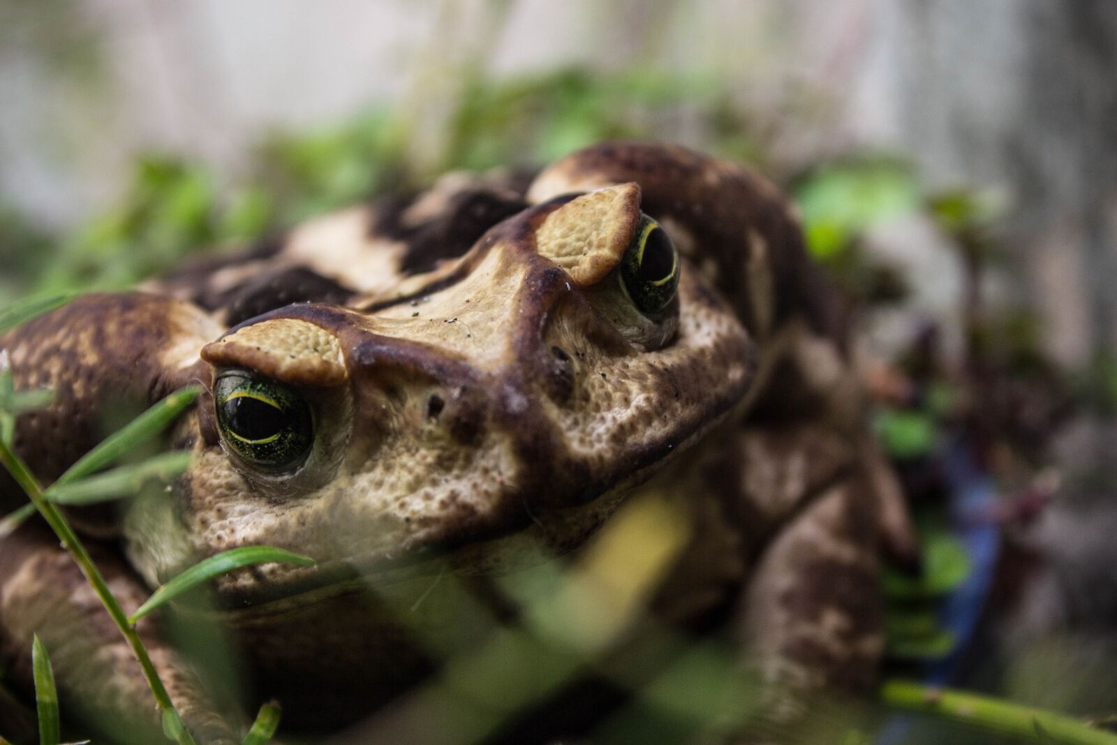 Canon EOS 60D sample photo. Sapo, animal, jardim photography