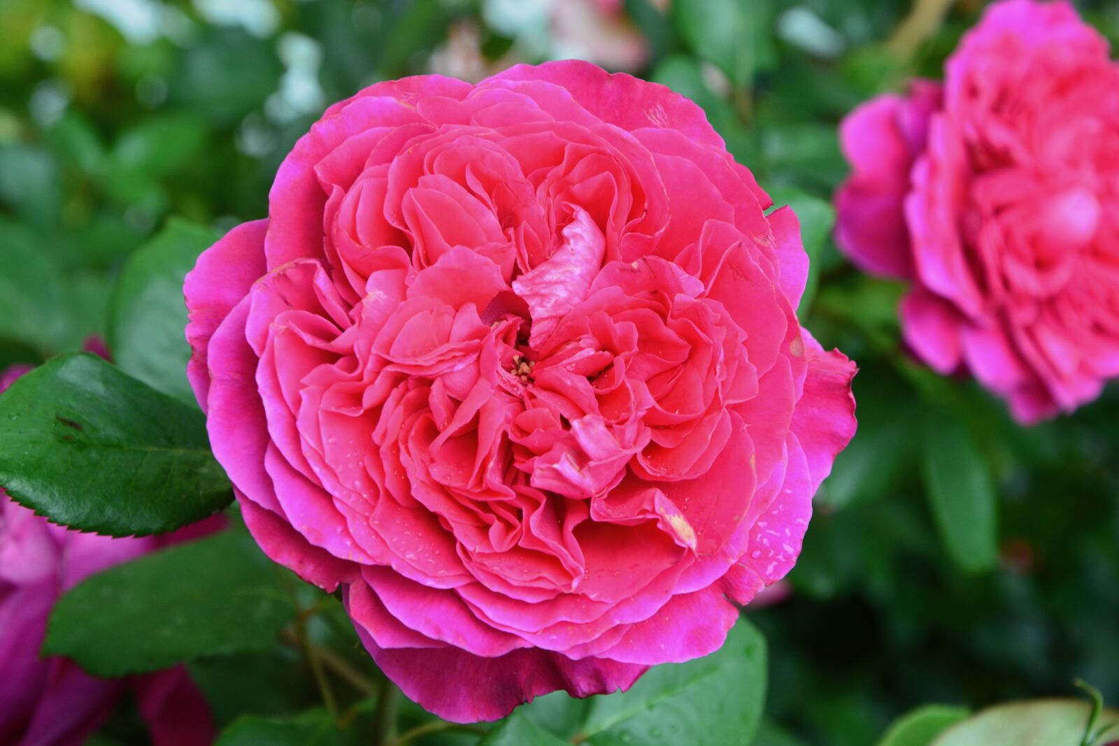 Nikon D5200 sample photo. Flower, rosebush, roses photography