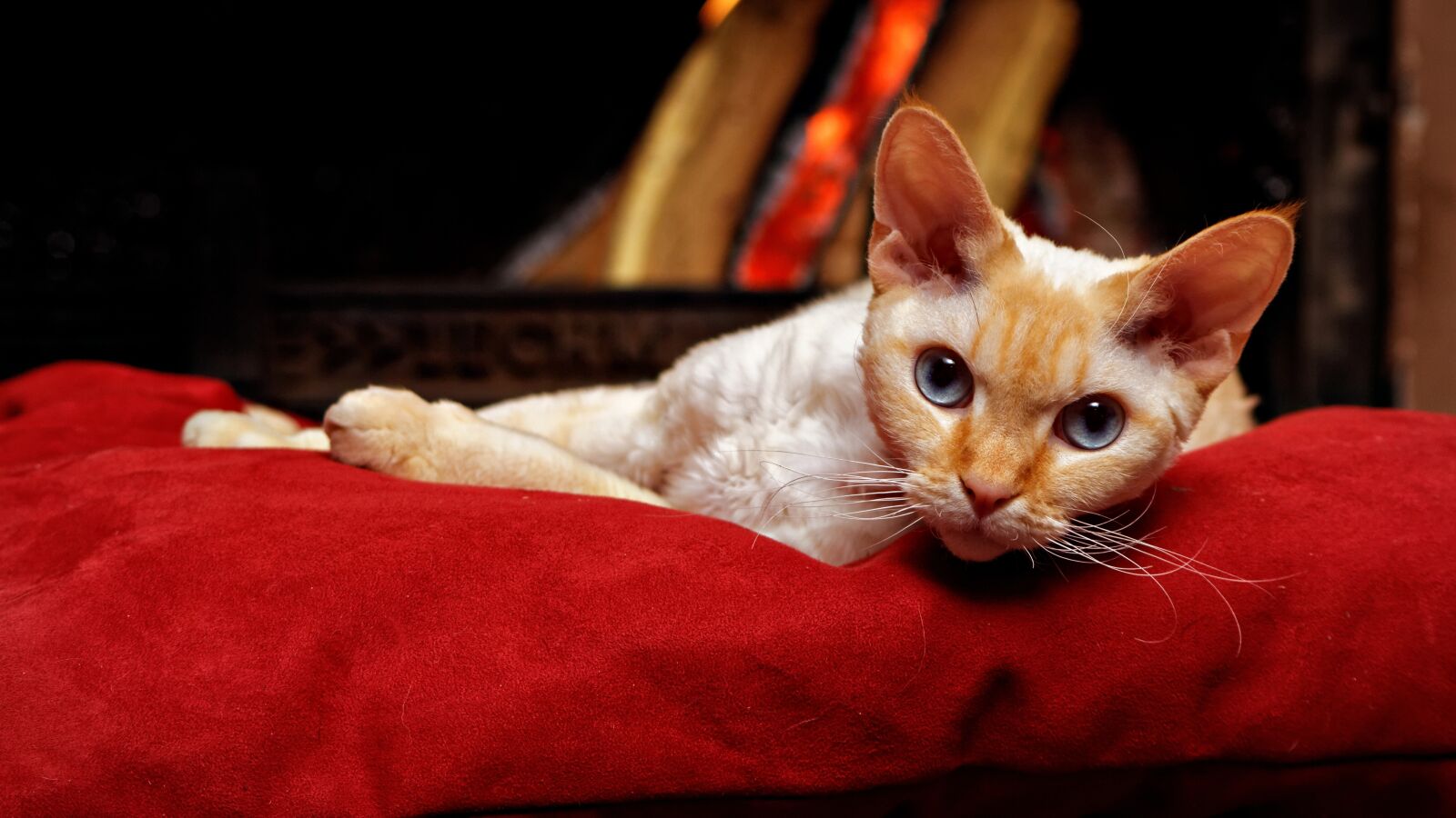 Canon EOS 650D (EOS Rebel T4i / EOS Kiss X6i) sample photo. Devon rex, tomcat, cat photography