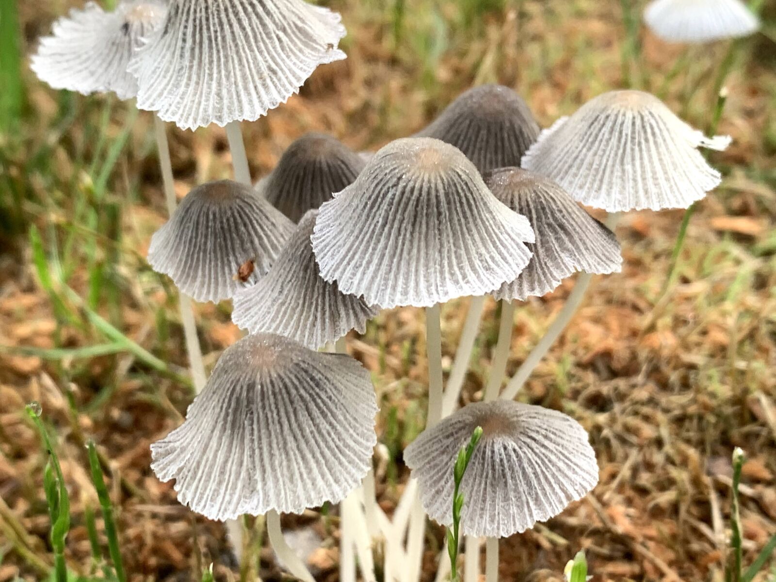 Apple iPhone XR sample photo. Mushrooms, mushroom, fungus photography