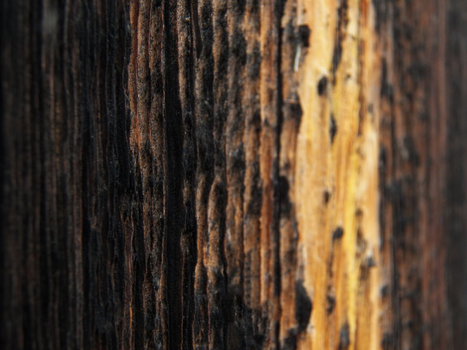 Kodak EasyShare Z990 (EasyShare Max) sample photo. Old, texture, door photography