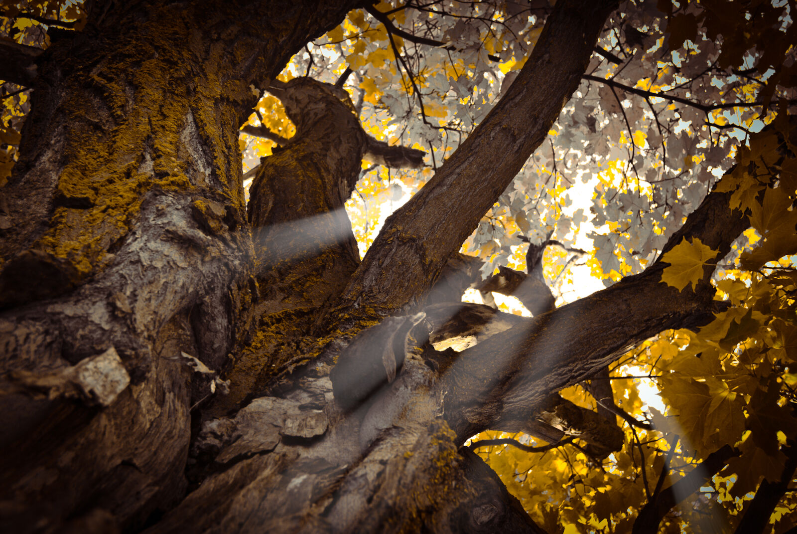 Nikon D200 sample photo. Worm, s, eye, view photography