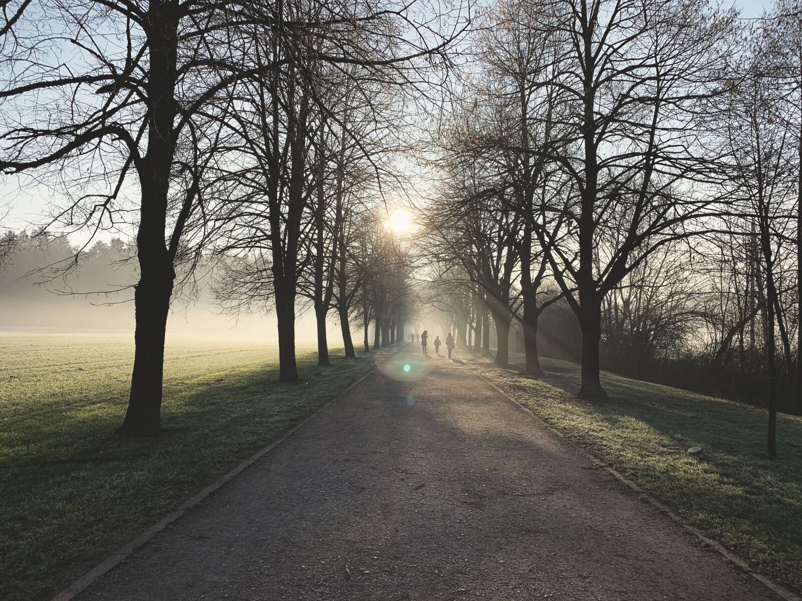 Apple iPhone XR sample photo. Fog, trees, ljubljana photography