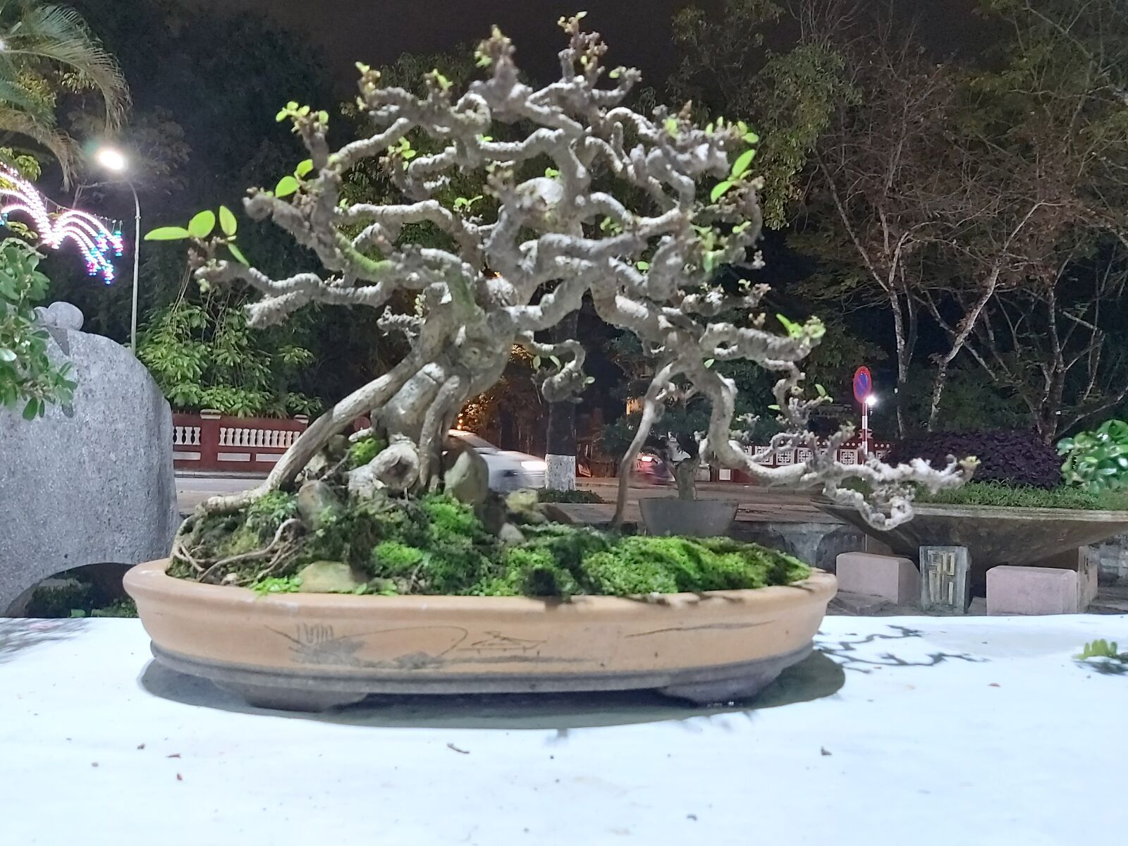 Samsung Galaxy A70 sample photo. Ornamental trees, bonsai, hue photography