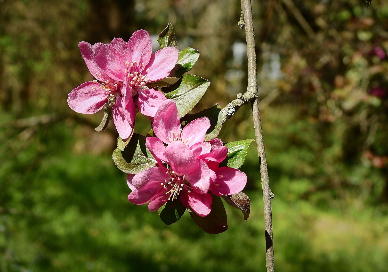 Nikon Coolpix P900 sample photo. Flowers, flowering, pink photography
