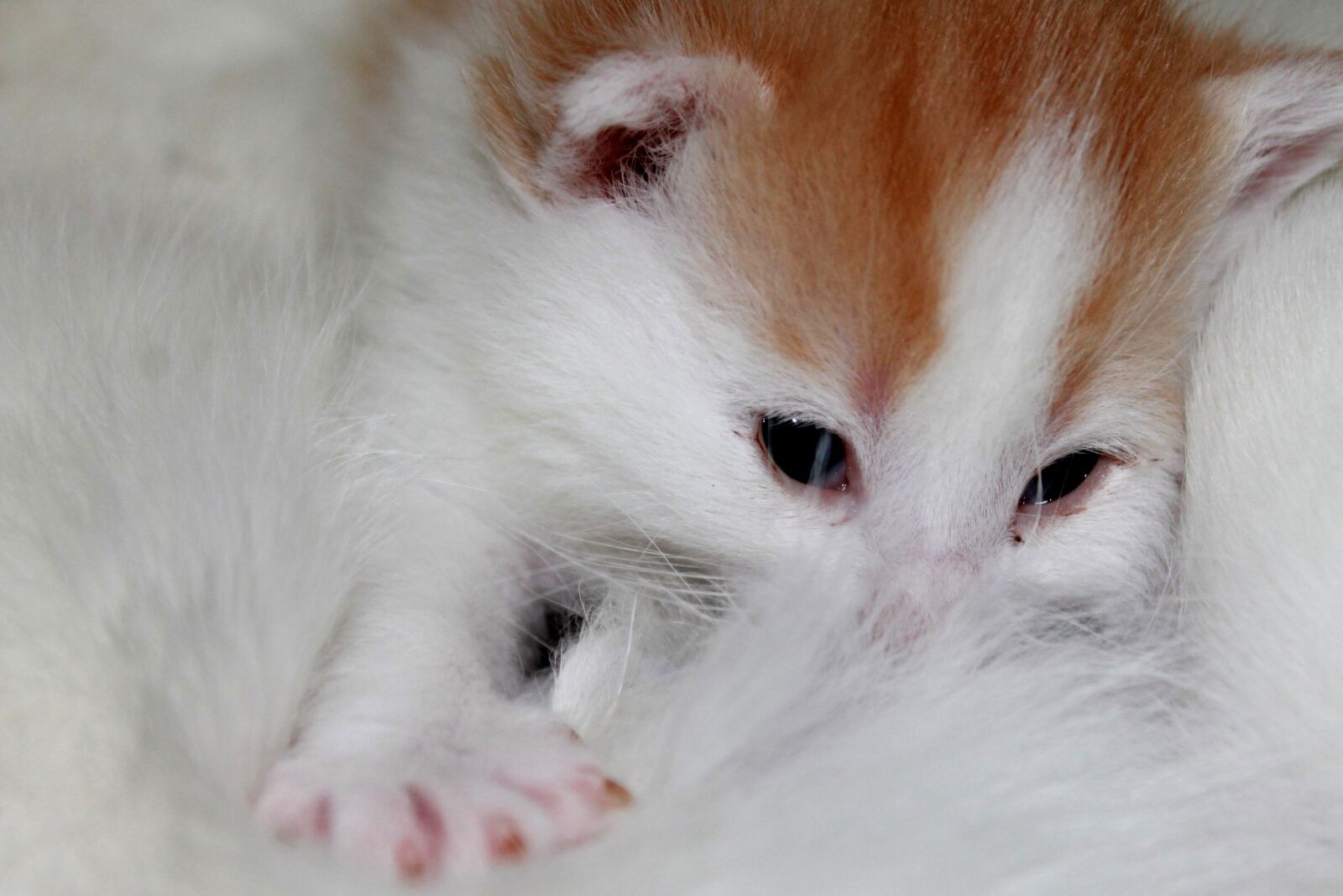 Canon EOS 1100D (EOS Rebel T3 / EOS Kiss X50) sample photo. Young kittens, sweet, pet photography