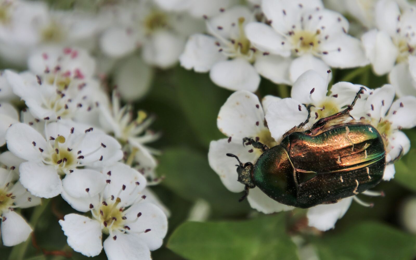 Canon EOS 80D sample photo. Insect, rainbow, pollen photography