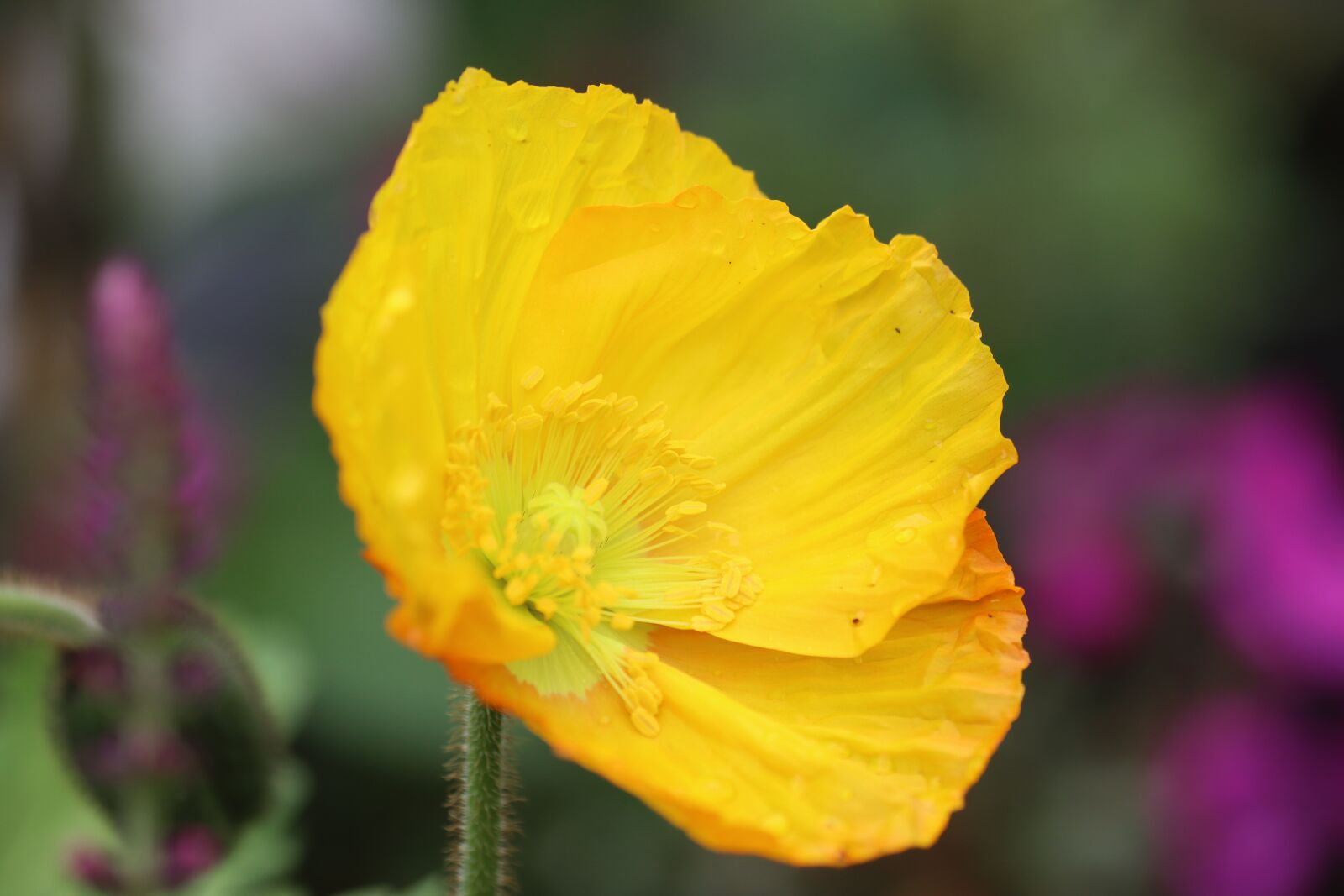 Canon EOS 90D sample photo. Poppy, sage color, meadow photography