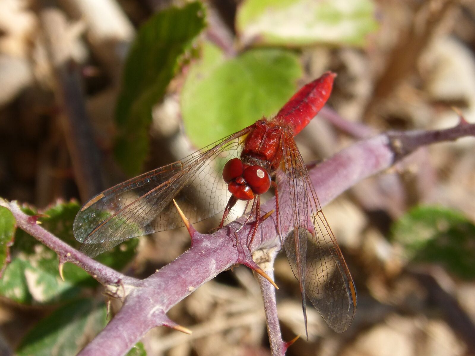Panasonic DMC-FZ62 sample photo. Dragonfly, annulata trithemis, red photography