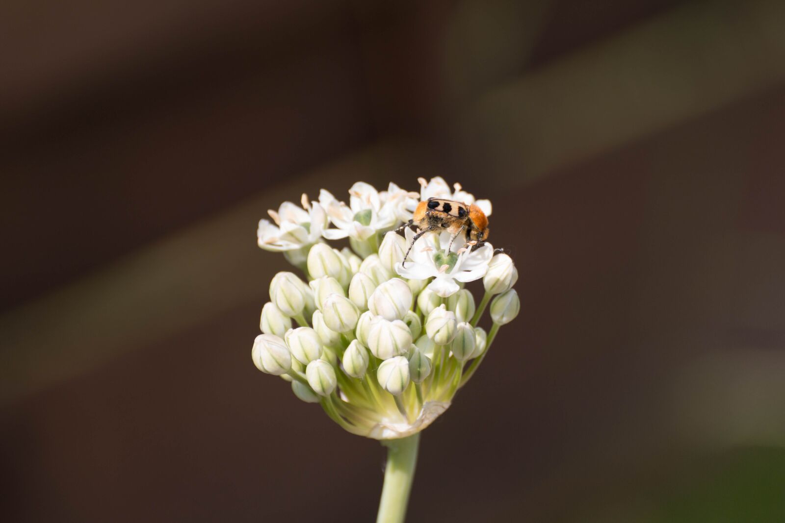 Canon EOS 70D sample photo. Flower, summer, blossom photography