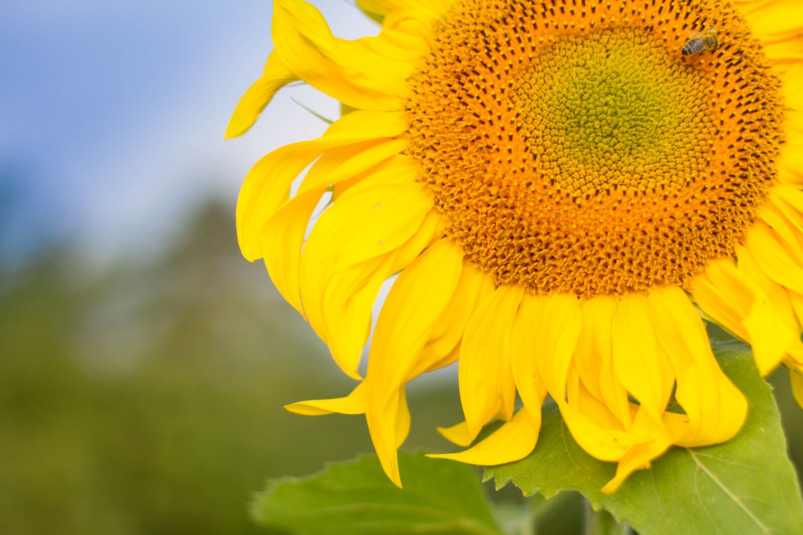 Canon EOS 7D + Canon EF 50mm F1.4 USM sample photo. Flower, sunflower, yellow photography