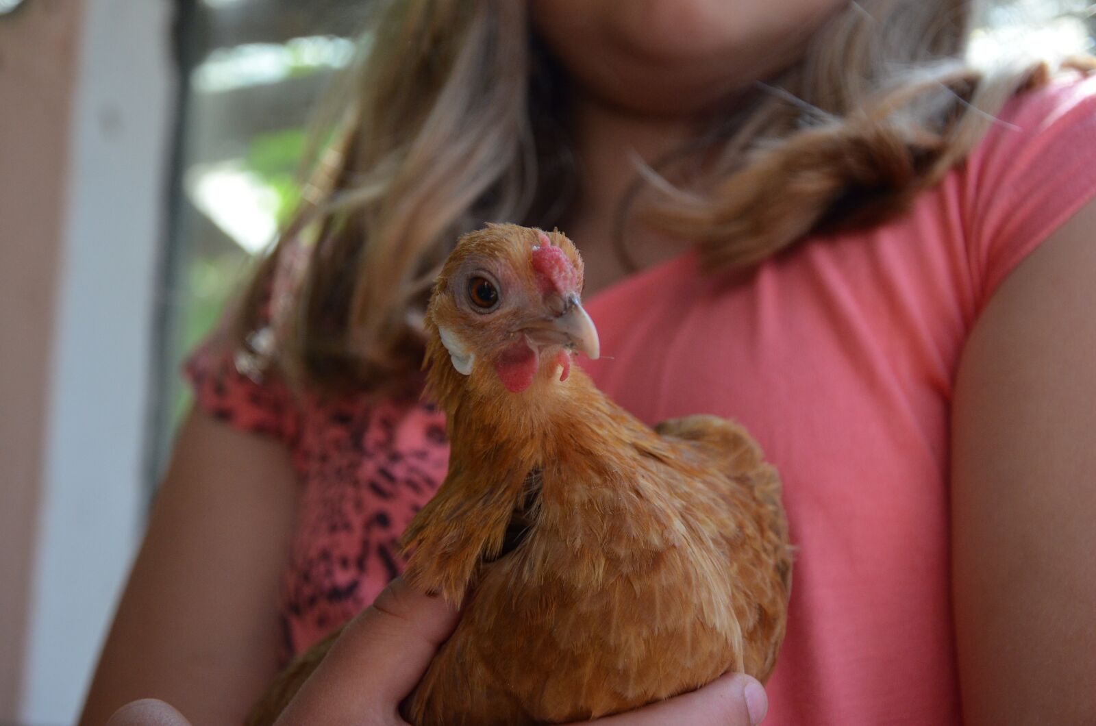 Nikon D5100 sample photo. Chicken, brown, poultry photography