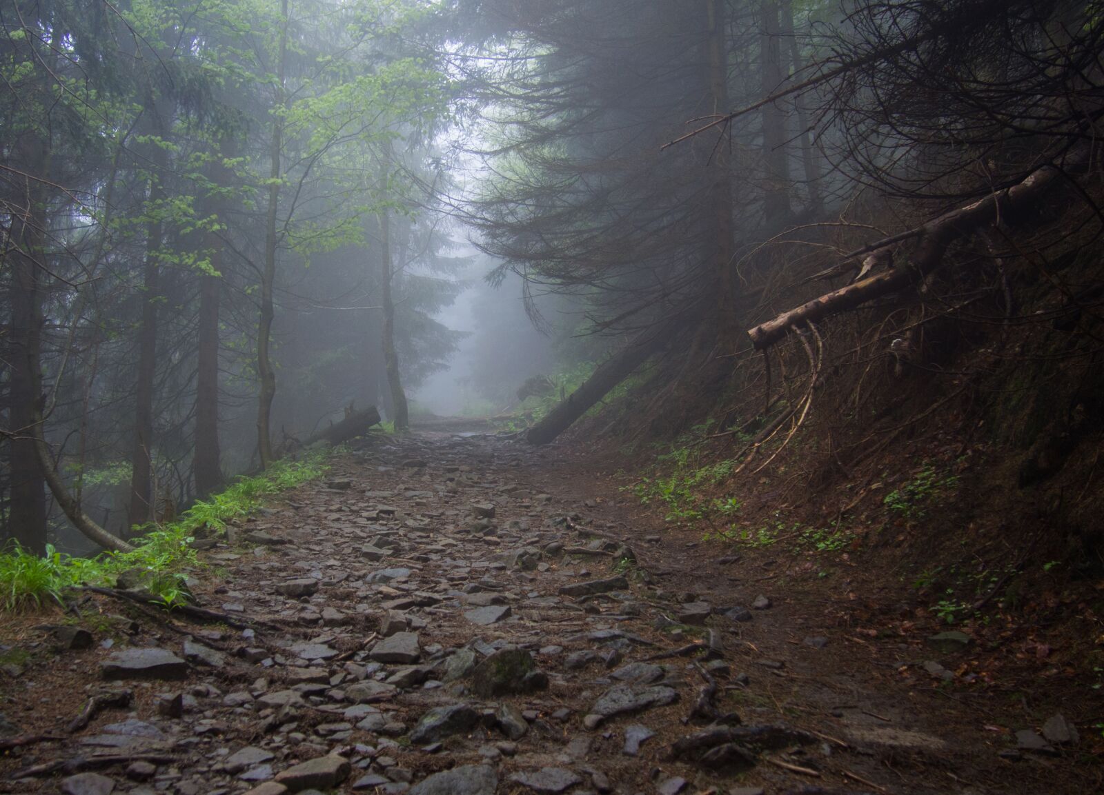 Olympus PEN E-PL5 sample photo. Mountains, forest, nature photography