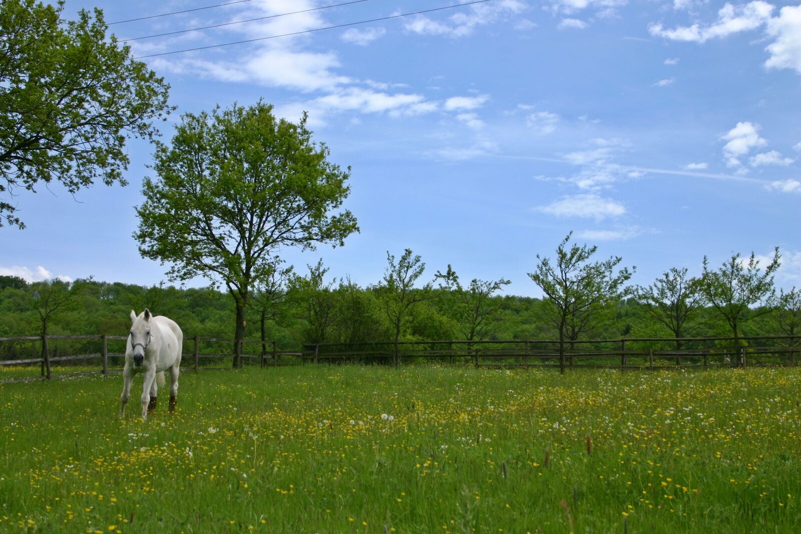 Canon EOS 300D (EOS Digital Rebel / EOS Kiss Digital) sample photo. Horse, paddock, coupling photography