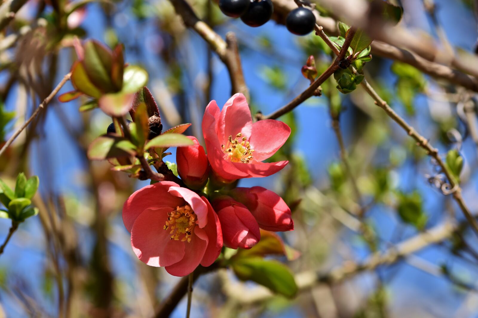Nikon D7200 sample photo. Ornamental quince, bush, chaenomeles photography