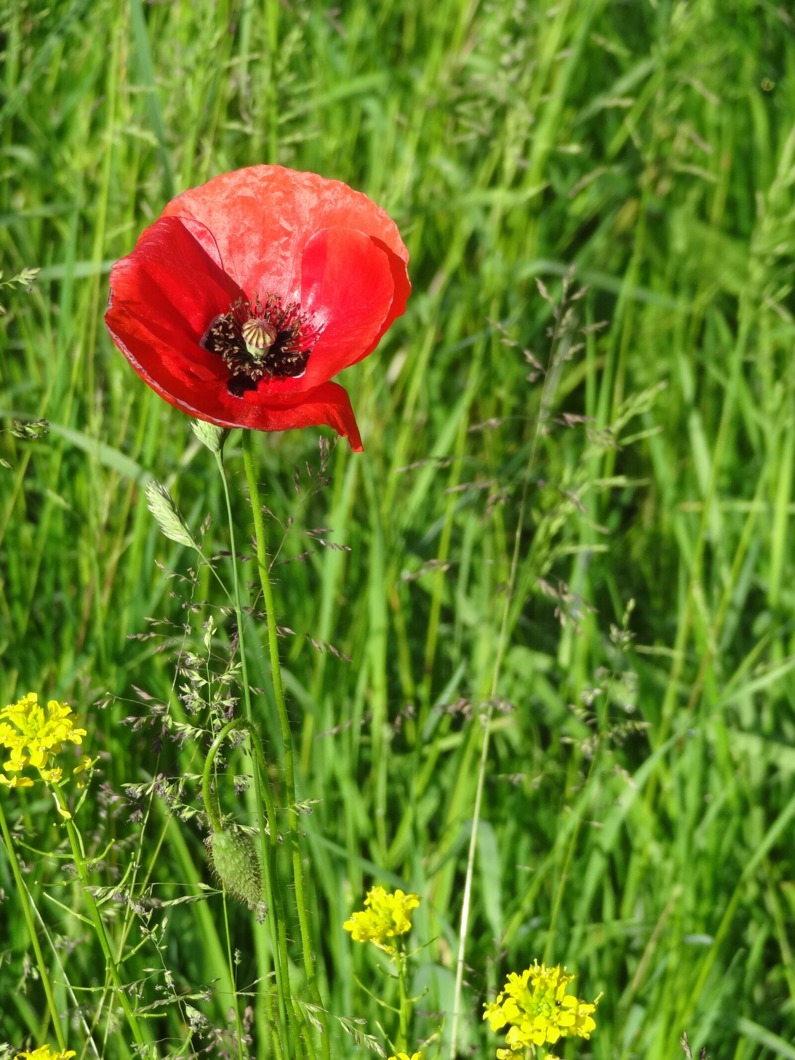 Sony Cyber-shot DSC-HX10V sample photo. Poppy, meadow, flower photography