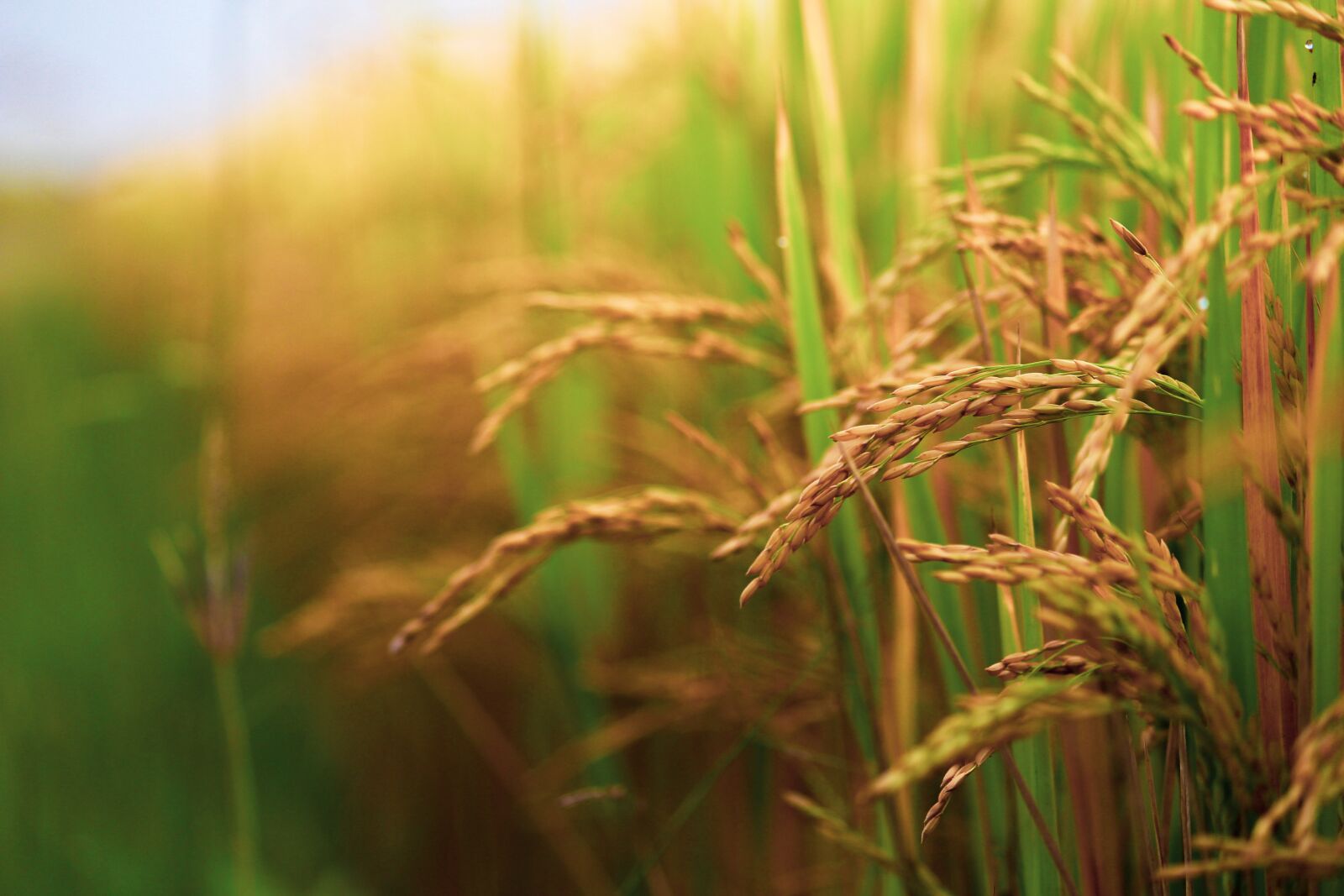 Canon EOS 700D (EOS Rebel T5i / EOS Kiss X7i) sample photo. Paddy field, paddy, field photography