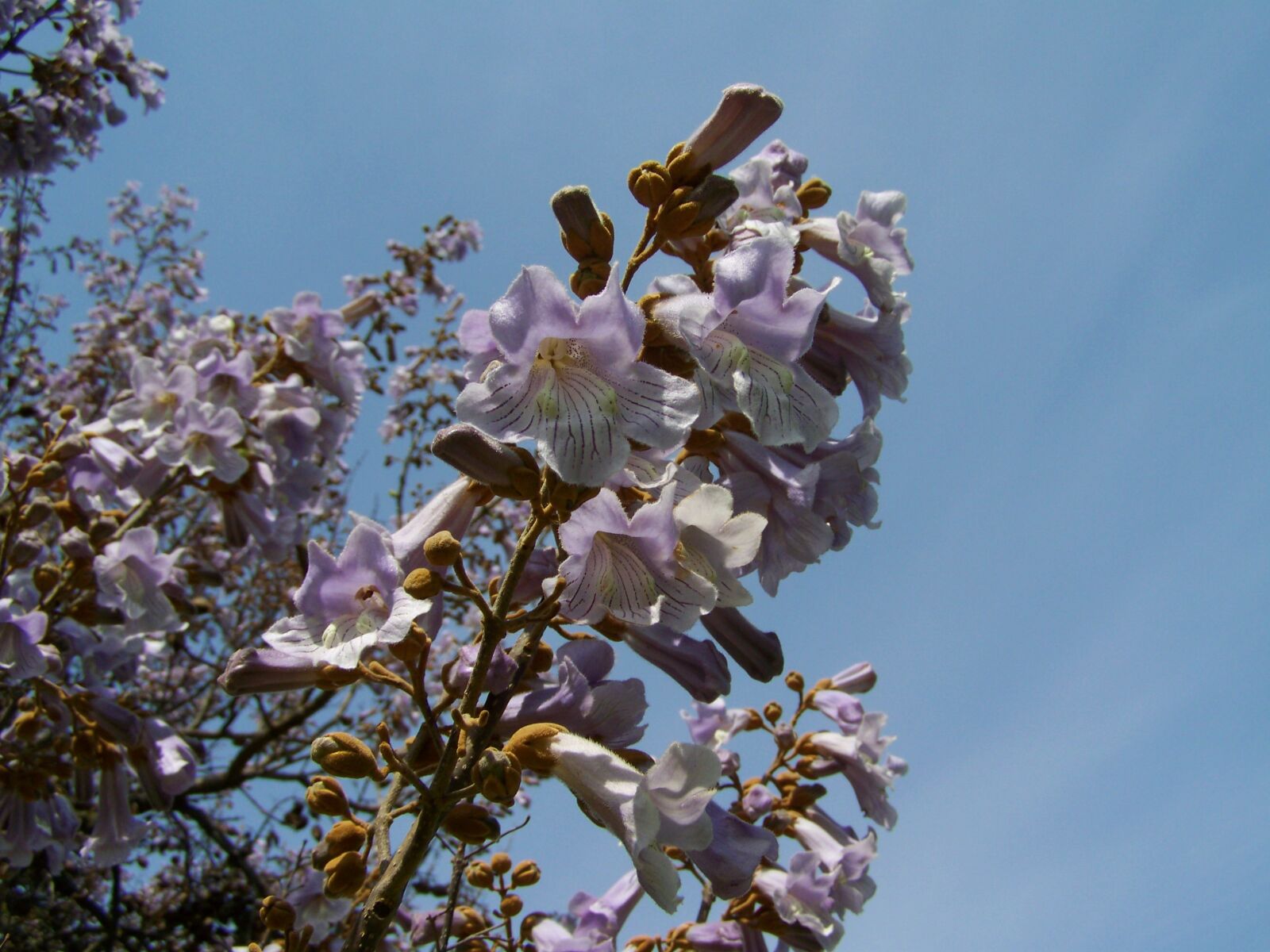 Kodak EASYSHARE ZD710 ZOOM DIGITAL CAMERA sample photo. Emperor flowering tree, pale photography