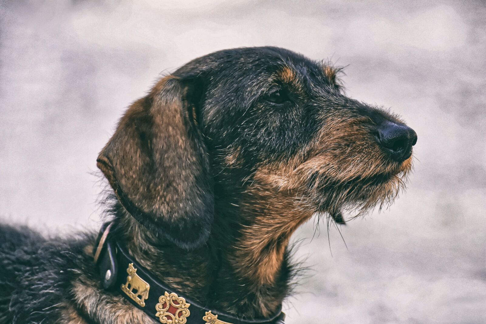 Nikon D7200 sample photo. Dachshund, rauhaardackel, dog photography