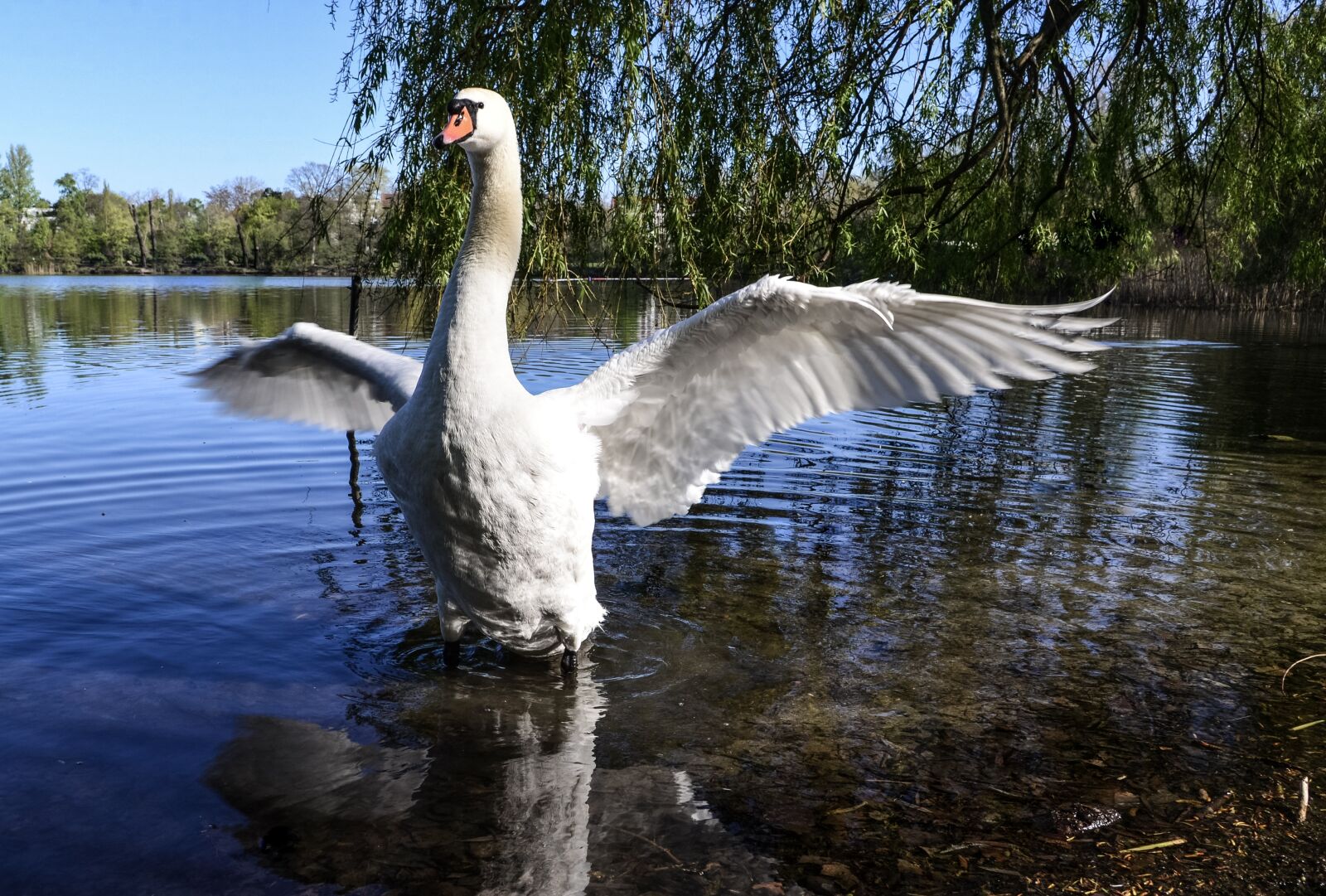 Nikon D610 sample photo. Swan, water bird, wing photography