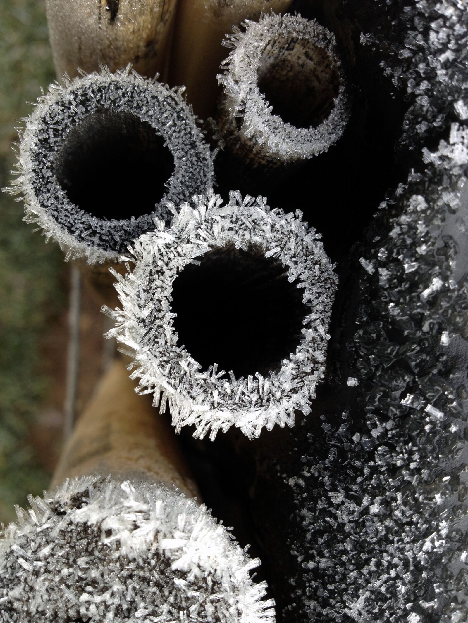 Apple iPhone 4S sample photo. Bamboo, frozen, ice photography