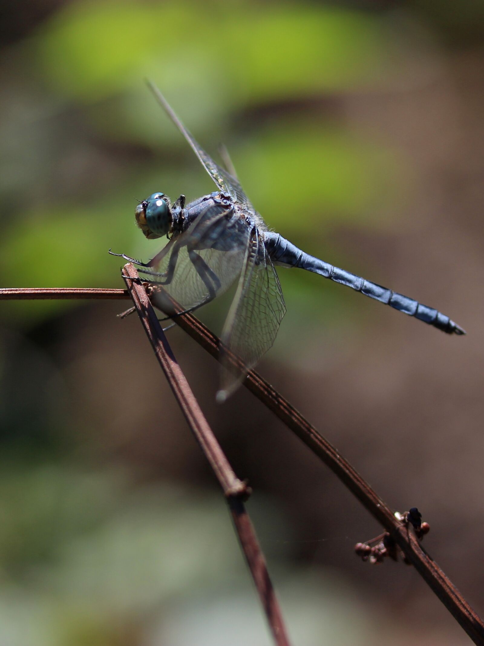 Canon EF-S 60mm F2.8 Macro USM sample photo. Dragonfly, insecta, wings photography