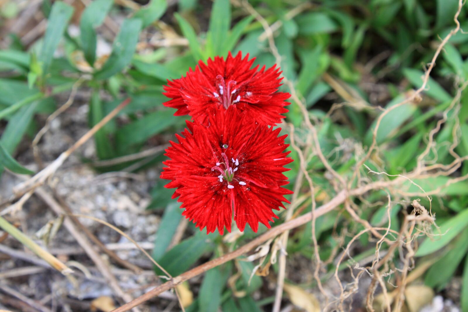 Canon EOS 50D sample photo. Red flower, wildflower, nature photography