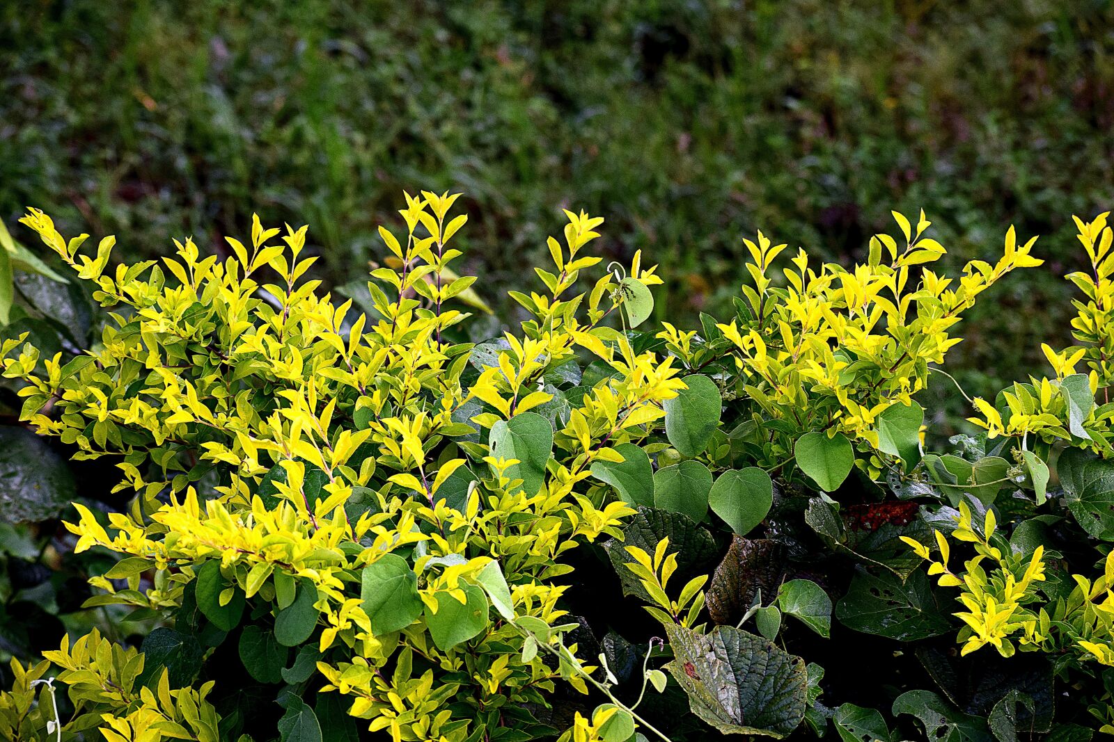 Nikon D3300 sample photo. Tree, plants, nature photography