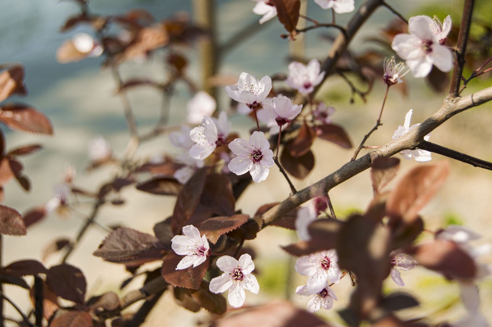 Nikon D3200 sample photo. Flowers, green, nature photography