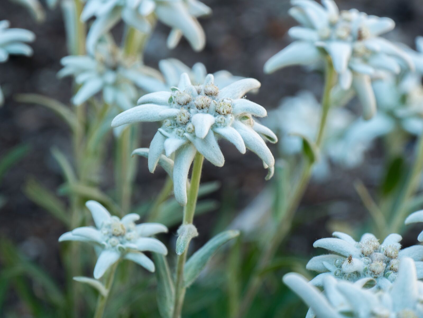 Panasonic DMC-G81 sample photo. Flowers, alpine flowers, edelweiss photography