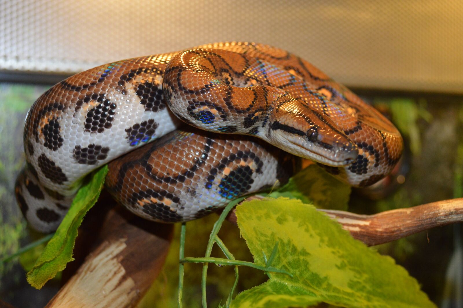 Nikon D3200 sample photo. Boa constrictor, snake, reptile photography