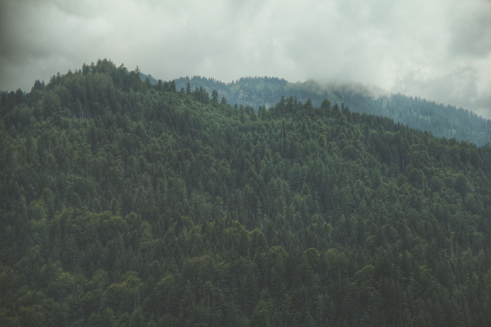 Canon EF-S 18-135mm F3.5-5.6 IS sample photo. Cloudy, foggy, forest, green photography