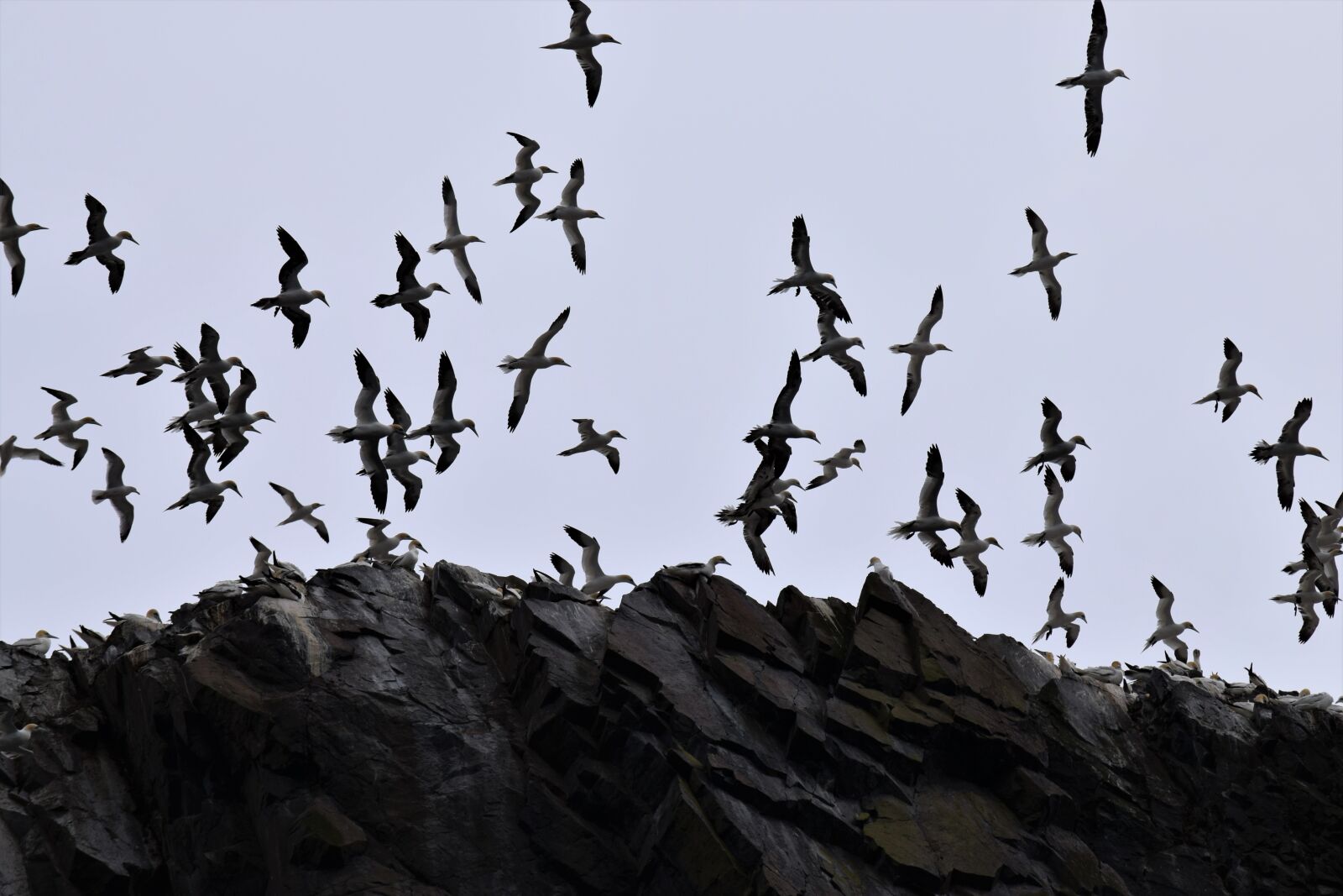 Nikon D3300 sample photo. Flight, soaring, gannets photography
