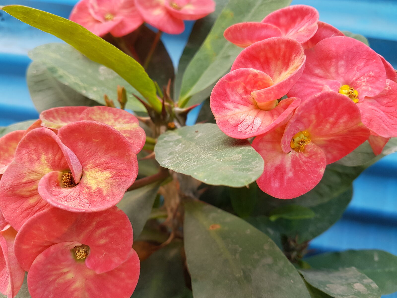 Samsung Galaxy S7 Edge sample photo. Red, flowers, samsung, galaxy photography