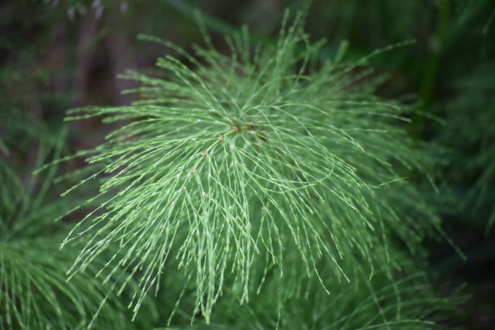 Nikon D5300 sample photo. Close up, waldschachtelhalm, wild photography