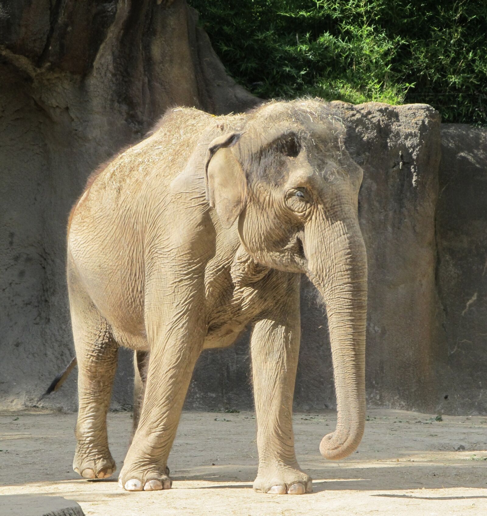 Canon PowerShot SX130 IS sample photo. Elephant, zoo, standing photography