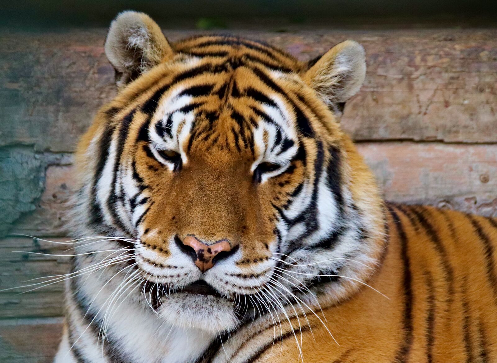 Canon EOS 77D (EOS 9000D / EOS 770D) sample photo. Tiger, head, view photography