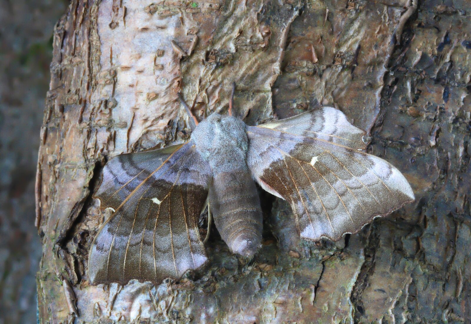 Canon EOS 400D (EOS Digital Rebel XTi / EOS Kiss Digital X) sample photo. Moth, macro, lepidoptera photography