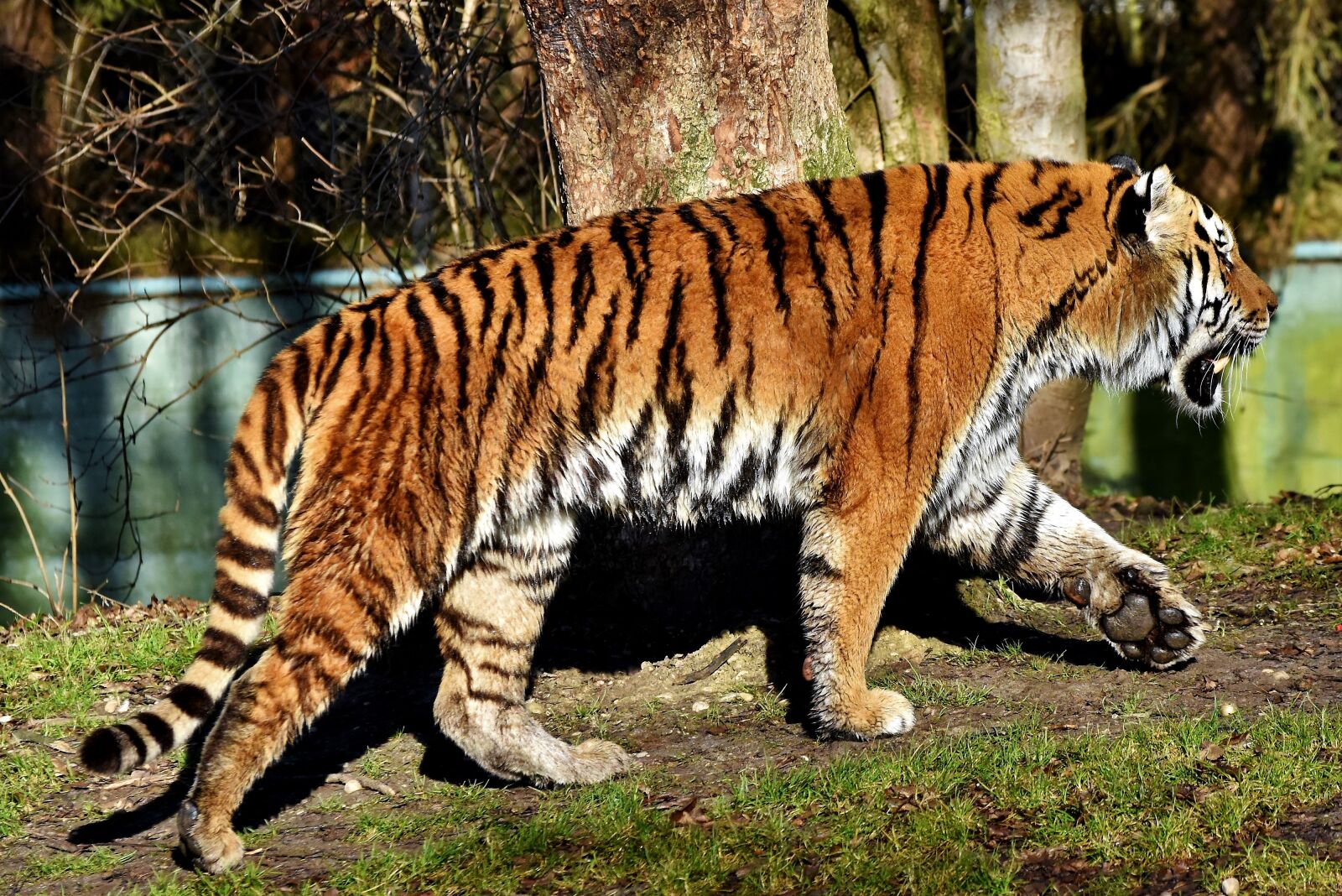 Nikon D7200 sample photo. Tiger, big cat, predator photography