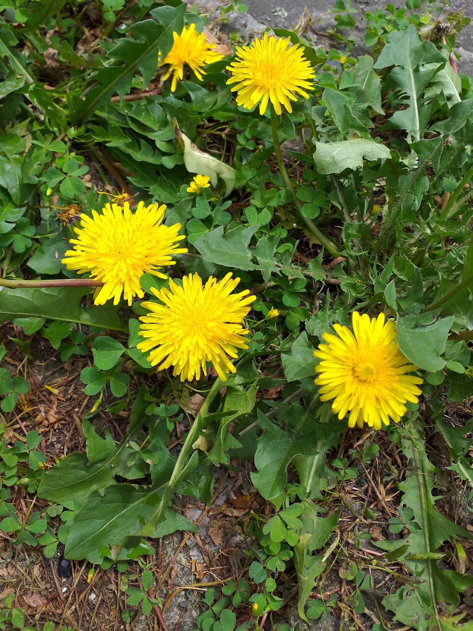 Samsung Galaxy J4+ sample photo. Flowers, green, nature photography