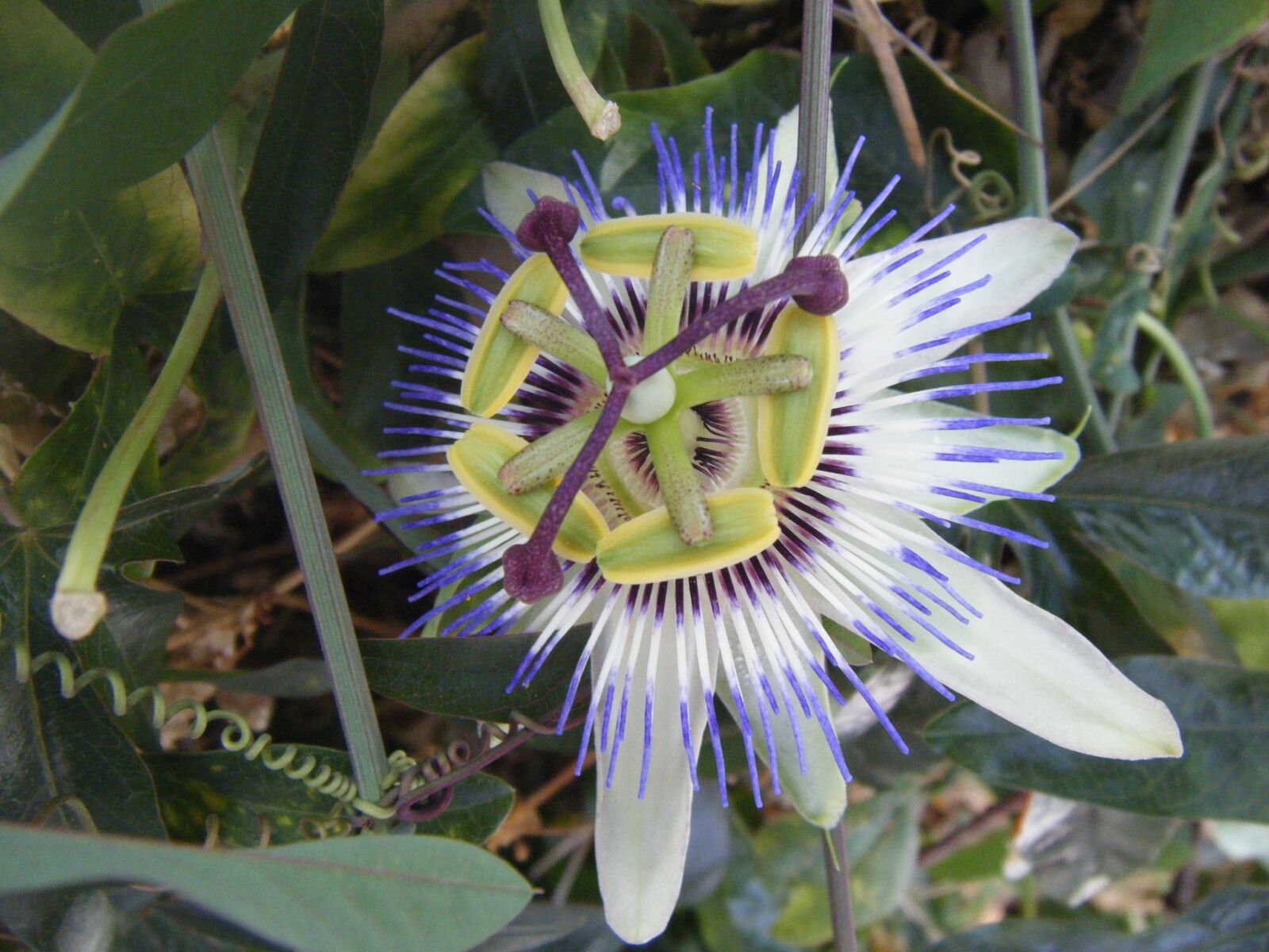 Fujifilm FinePix Z20fd sample photo. Flower, nature, plant photography