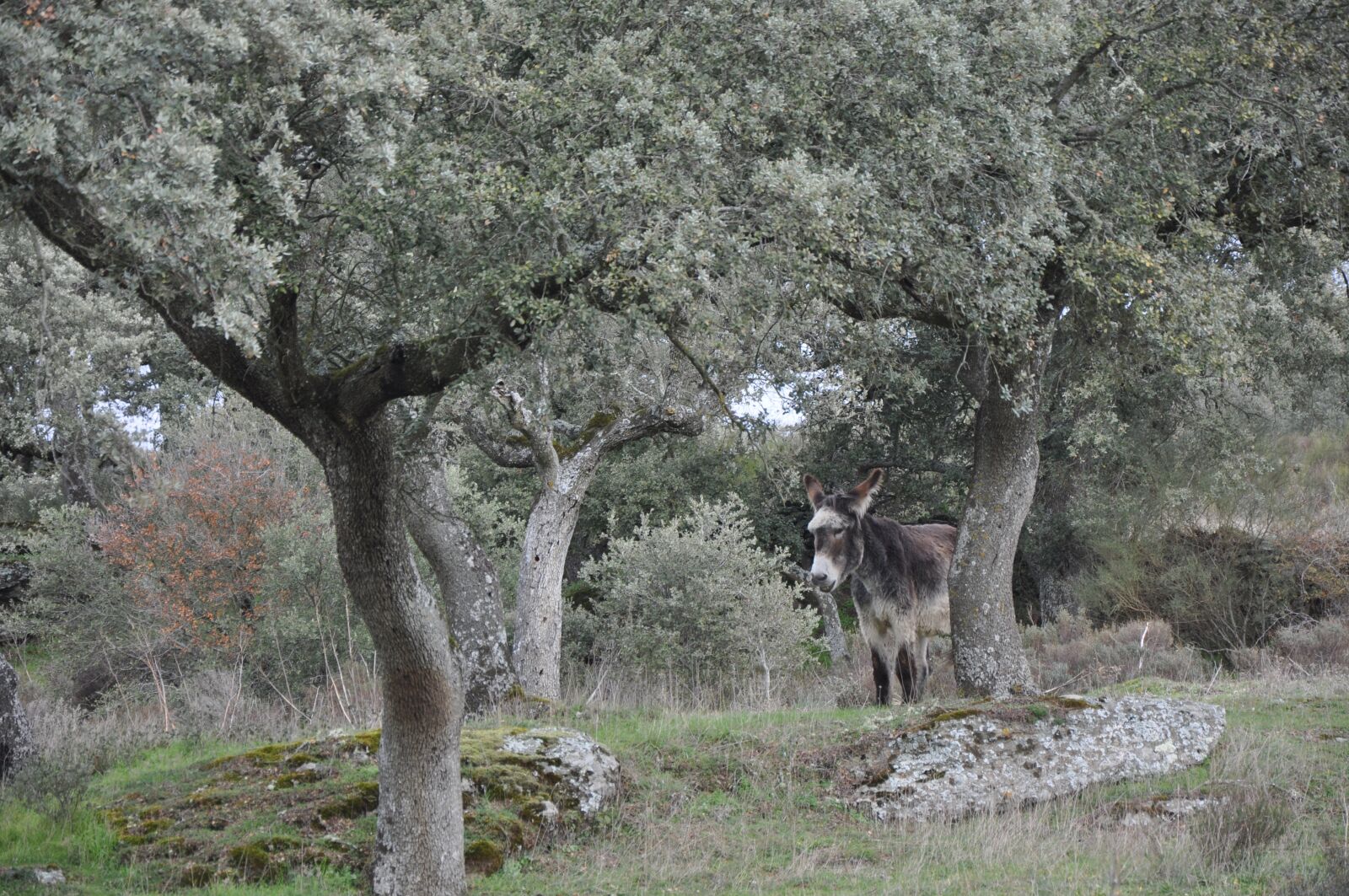 Nikon D90 sample photo. Encina, donkey, nature photography