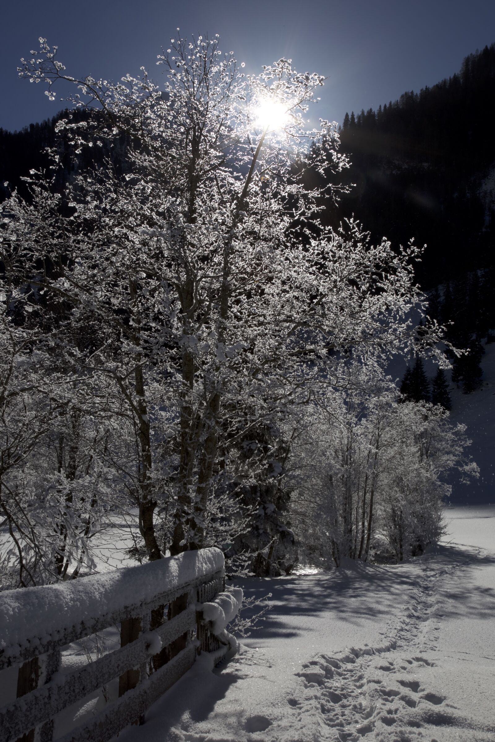 Canon EOS 6D + Canon EF 24-105mm F4L IS USM sample photo. Snowy, trees, wintry photography