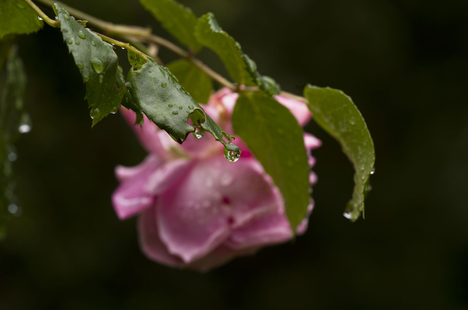 Pentax K-30 sample photo. Rose, leaves, rain photography